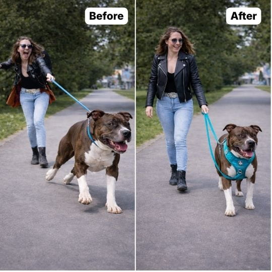 No Pull Dog Harness (Special Offer)