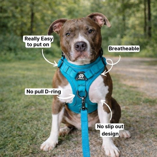 No Pull Dog Harness (Special Offer)
