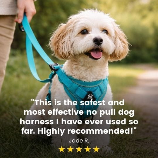 No Pull Dog Harness (Special Offer)