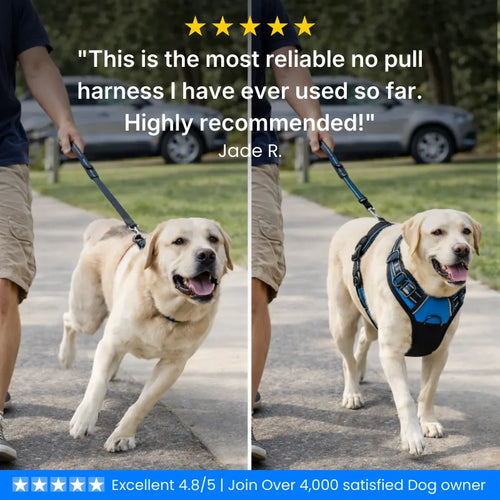 D-Ring No Pull Harness